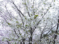 交野市星田・傍示川沿いの桜