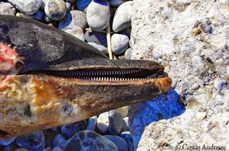 Νεκρό δελφίνι ξεβράστηκε στην Σκόπελο (ΦΩΤΟ)