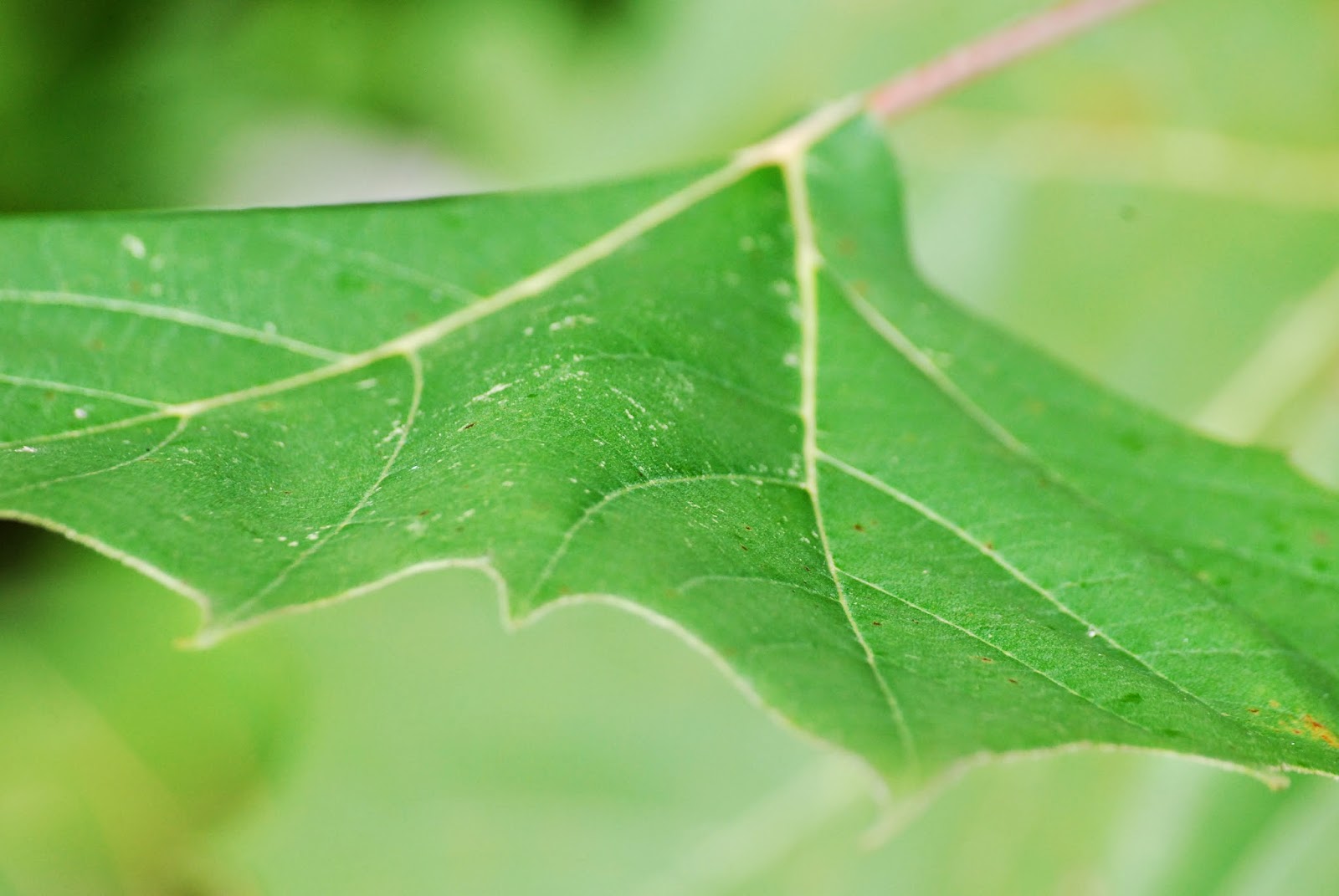 The Sciences — Paideia Academics