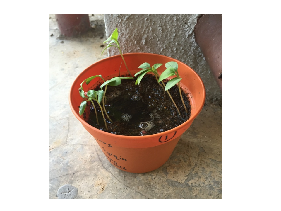 Reflective Learning Blog Growing A Plant Project (Eggplant)