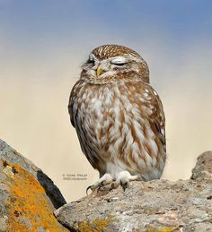 owl images