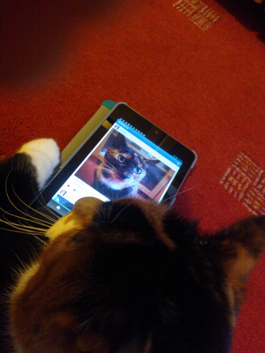 Willow looking at an Instagram image or Tabbitha