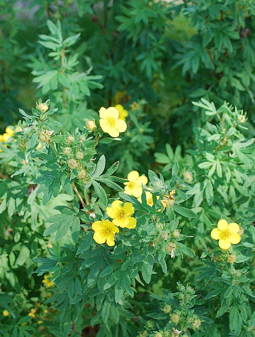 Potentilla Flower Photos Potentilla Flower Images Alamy