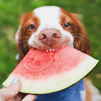 Best Fruit and Veggie Treats for Dogs