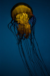 iphone  background wallpaper