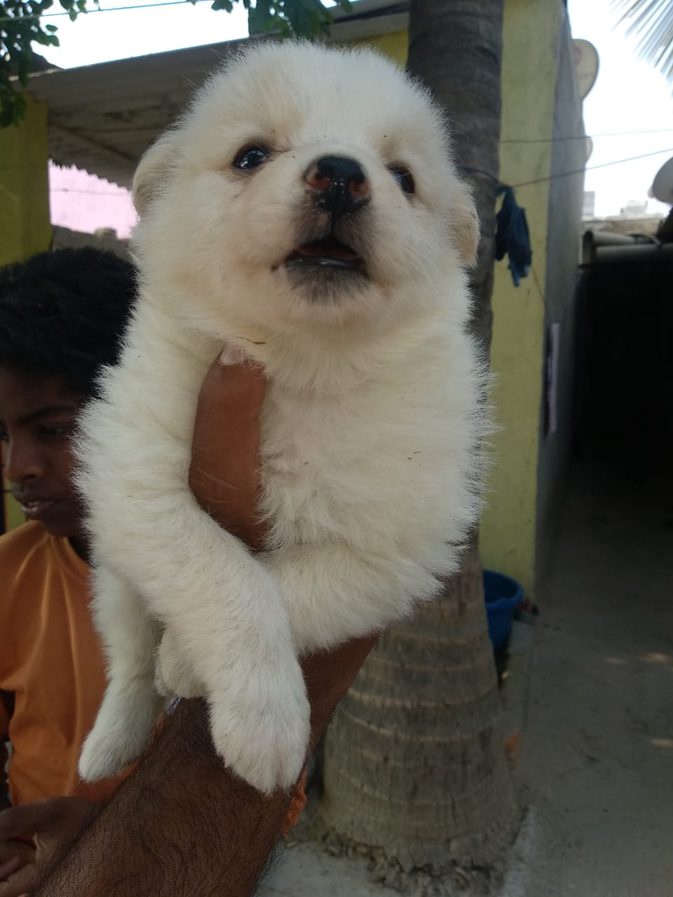 57+ Chow Chow Dog Price In Bangalore Image Codepromos