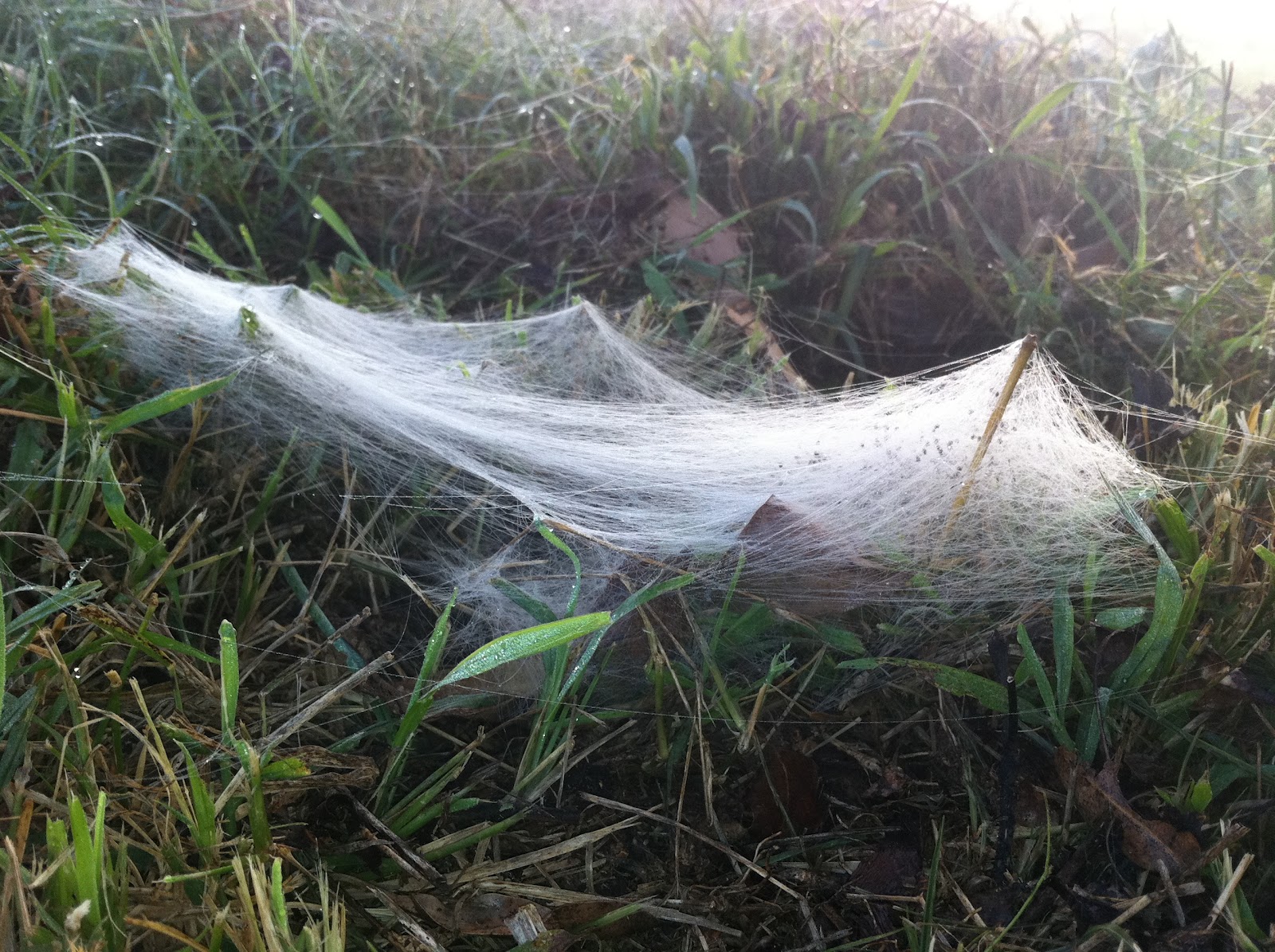 Spider Silk Strength Stronger Than Steel Using Spider Silk in