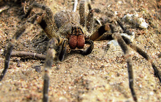  العنكبوت البرازيلي المتنقل Brazilian Wandering Spider