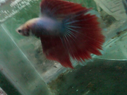 JOE S AQUAWORLD FOR EXOTIC FISHES MUMBAI INDIA 9833898901 