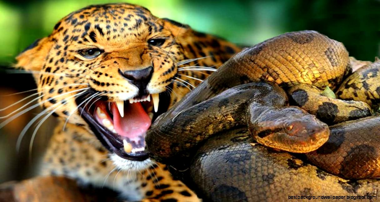 Jaguar In Amazon