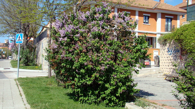 Lilo (Syringa vulgaris L.).