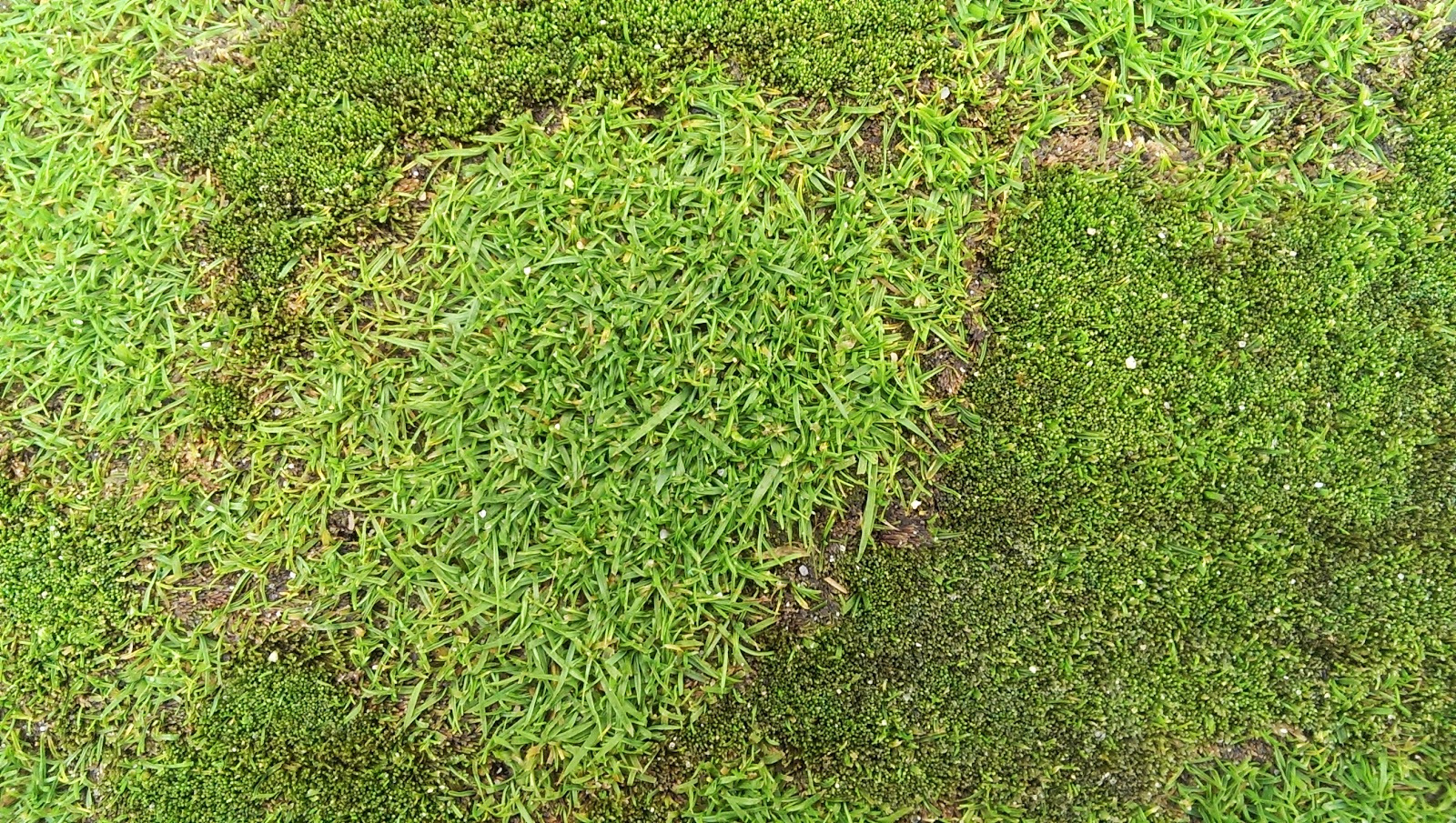 Moss Disease Revisited