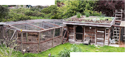 chicken coop spring rat build