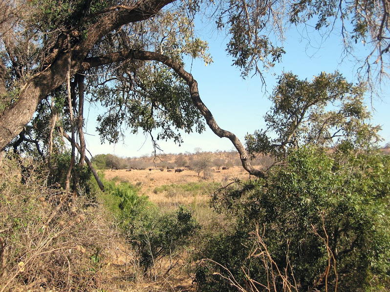 Kruger National Park Süd Africa