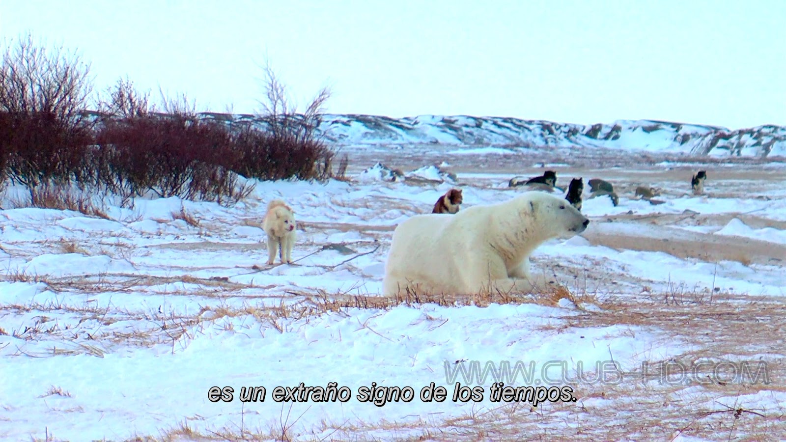 Polar-Bears-Ice-Bear-CAPTURA-7.jpg