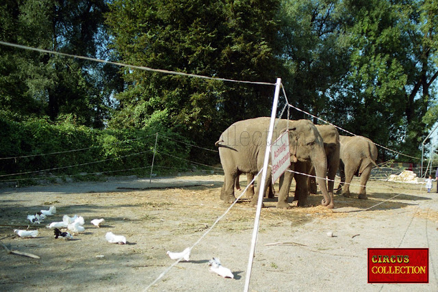 Les éléphants du cirque Louis Knie 