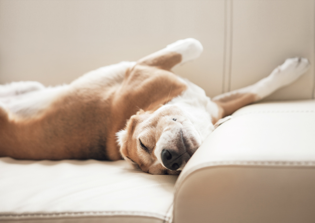 Best Upholstery Choices For Pet Owners · Triple S Carpet & Drapery Cleaners