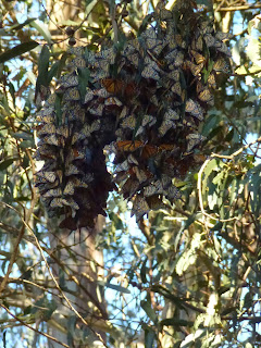 A flight of monarch butterflies cling together in a eucalyptus tree looking like a white, orange and brown leaves.