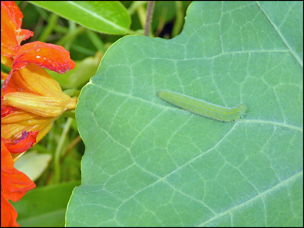 Wild and Wonderful Whose been nibbling my Nasturtiums?