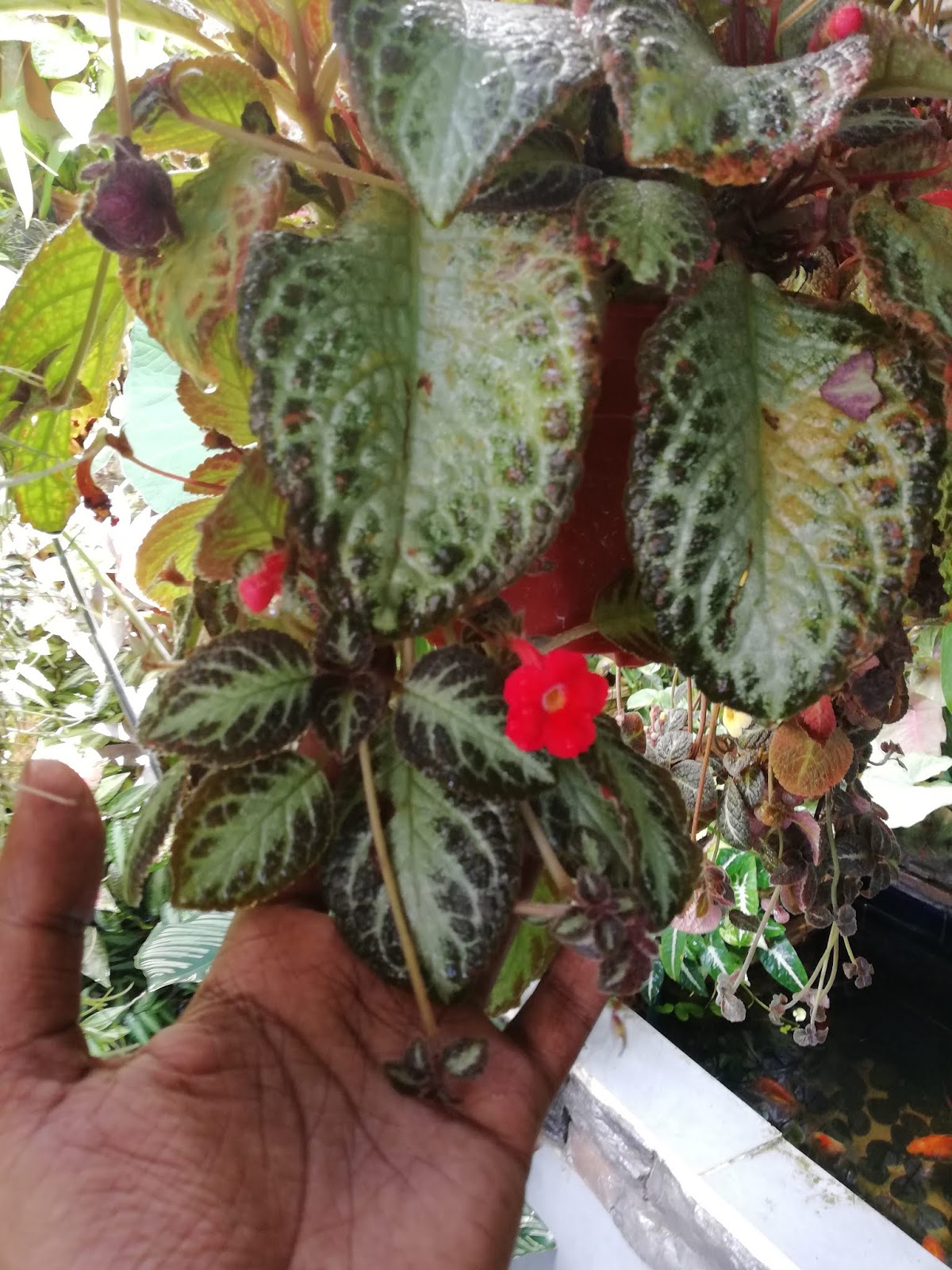 Garden Chronicles of James David Episcia Collection Chocolate Soldier