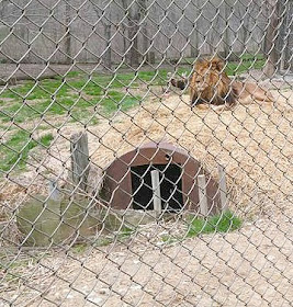 EFRC Big Cats Lions in Indiana Field Trip Idea