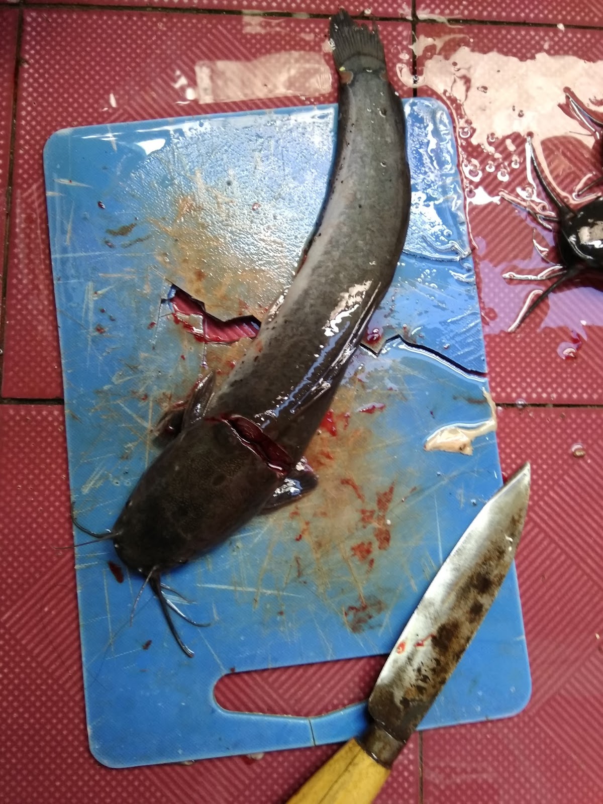 Cara mudah memotong ikan lele Blog Pak Pandani