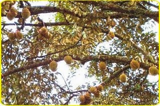 keunggulan durian menoreh, durian menoreh kalibawang, bibit durian menoreh kuning, harga durian menoreh, khasial durian, durian montong, durian bawor, keunggulan durian menoreh, durian menoreh kalibawang, bibit durian menoreh kuning, harga durian menoreh, khasial durian, durian montong, durian bawor,