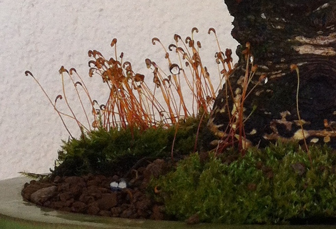 Pasión por el Shohin: septiembre 2012