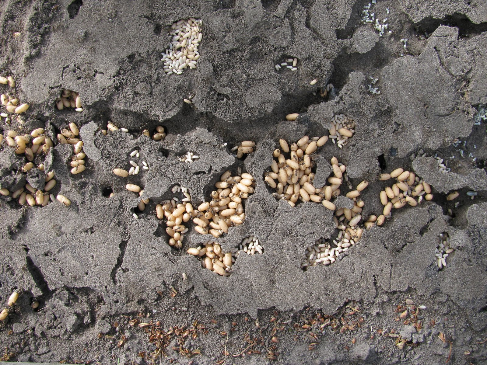 De Aalscholver: Myrmecopolis