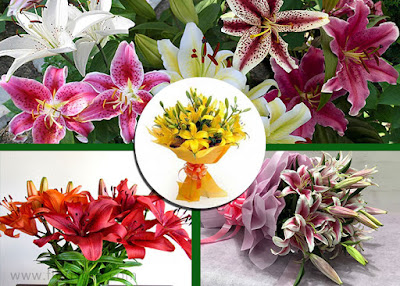 order lily online