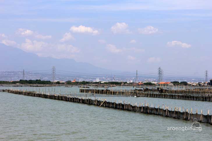 taman mangrove morosari demak