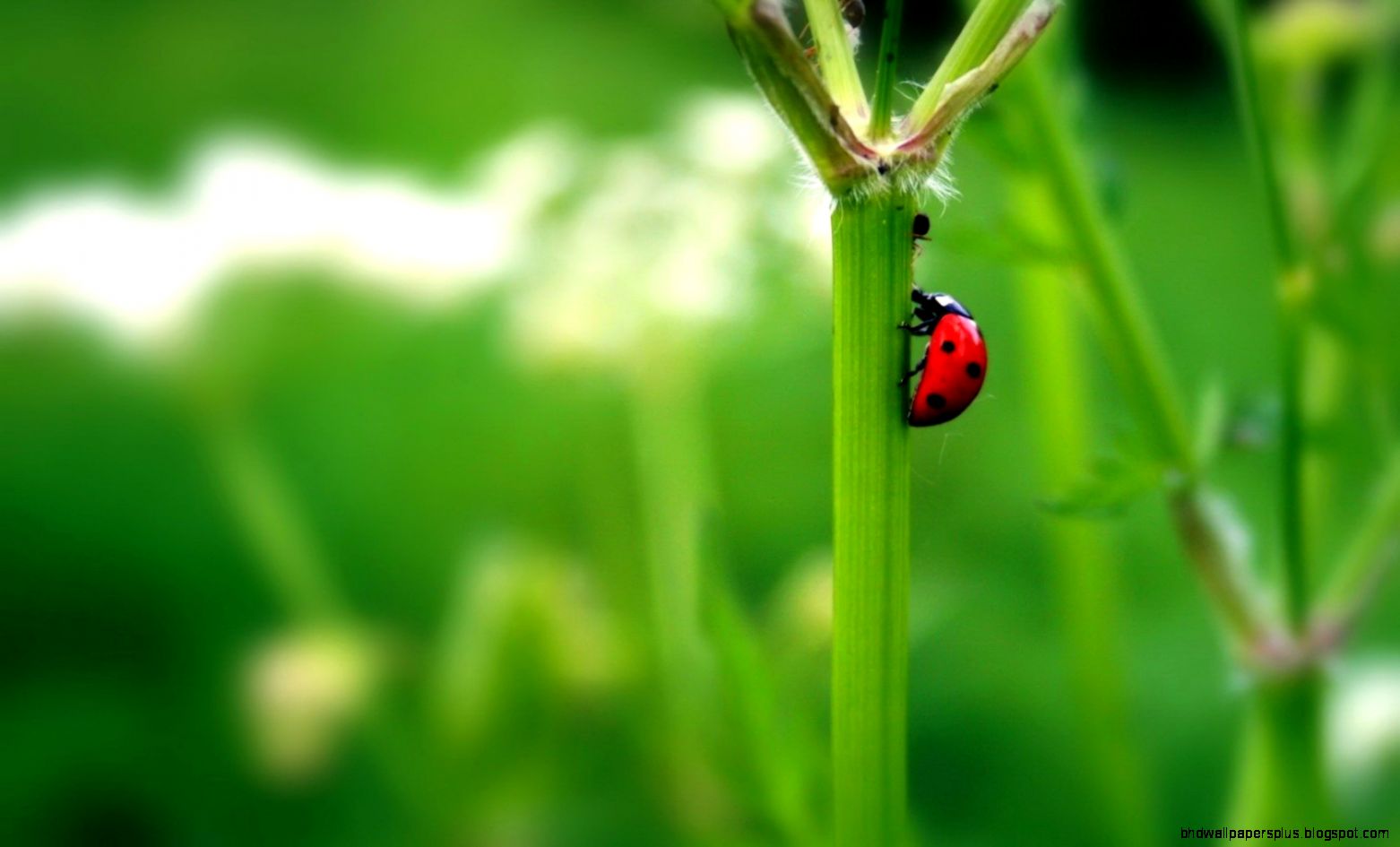 10 Lovely HD Ladybug Wallpapers