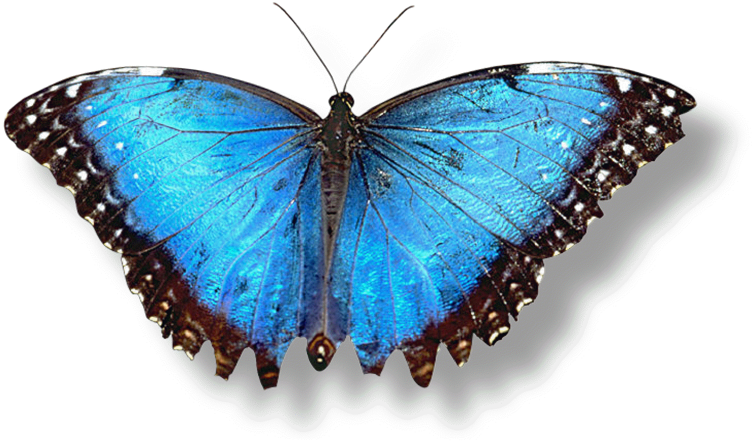 Mariposas - Butterflies | Fotos e Imágenes en FOTOBLOG X