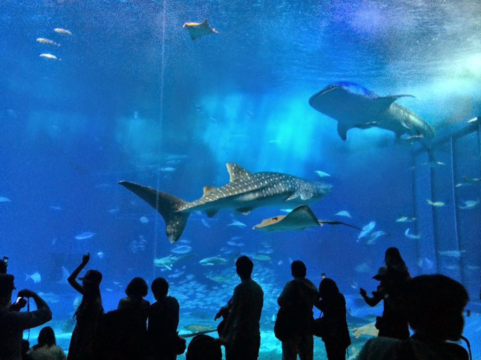Jack the Posh Kandaroog Whale Shark at Aquarium