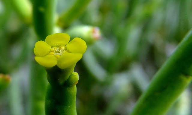 Euphorbia aphylla - Tabaiba parida 08