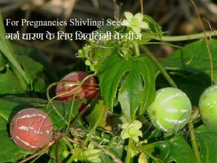 गर्भ धारण के लिए शिवलिंगी के बीज लें-Seeds of Shivlingi for conceiving