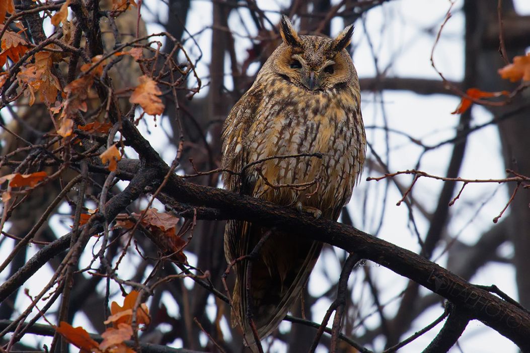 18. Long-eared Owl