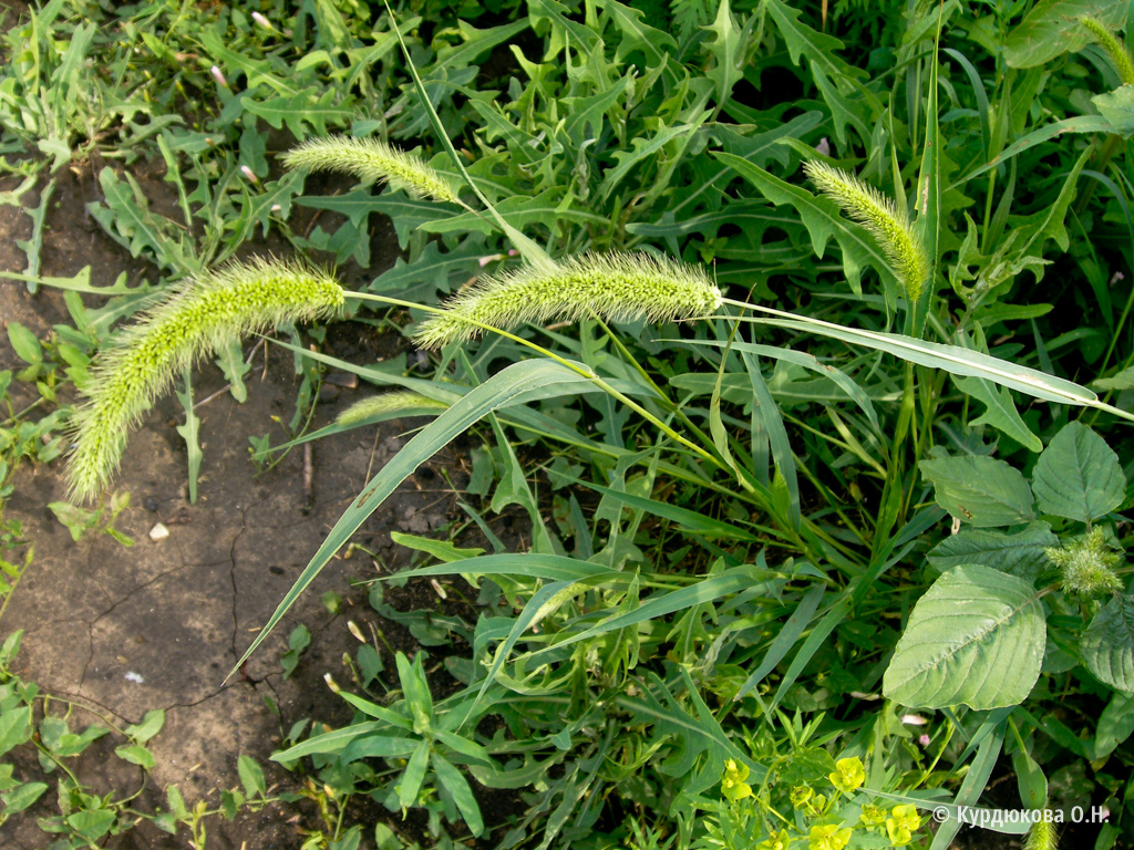 Сорняк зерновых. Ежовник петушье просо. Setaria viridis (l.) Beauv. Щетинник зелёный. Ежовник обыкновенный. Щетинник зелёный (Setaria viridis).