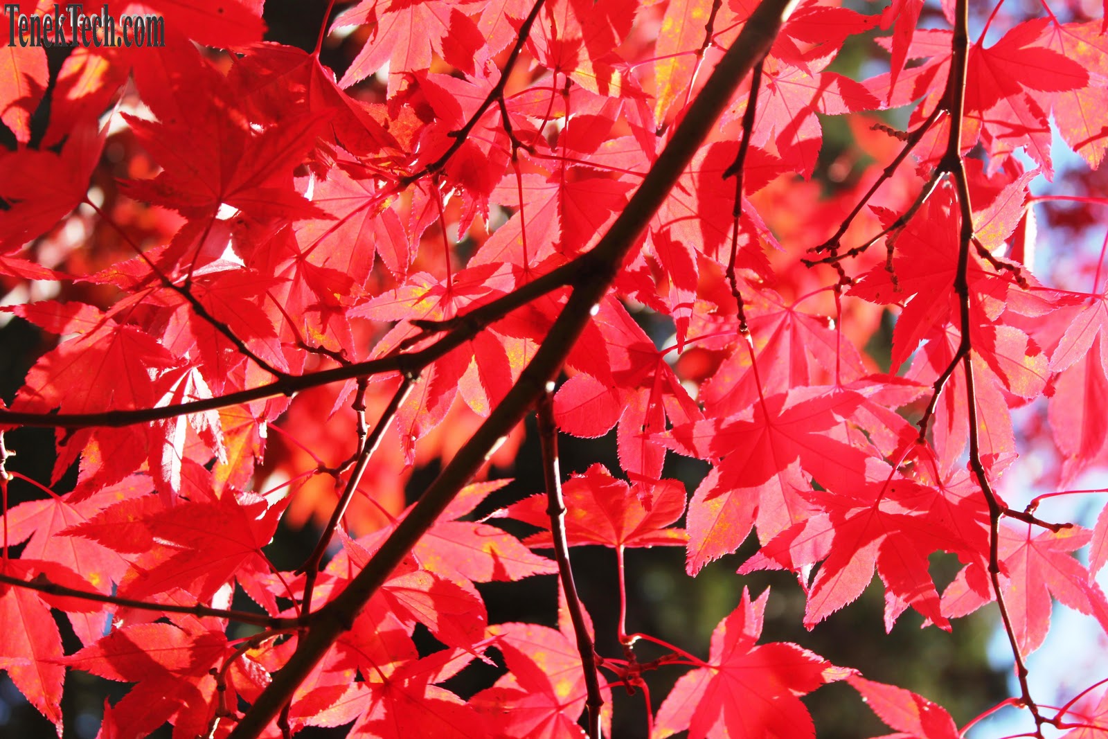 Living Vancouver Canada The Colors of Autumn in Vancouver