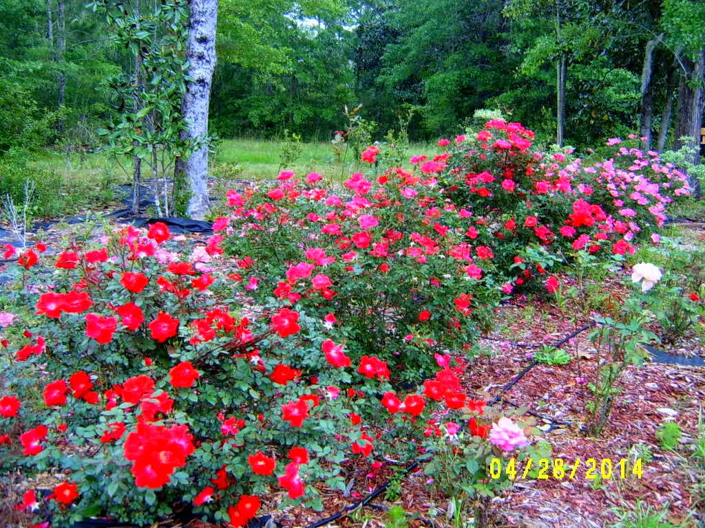 Alabama Rose and Flower Garden from a Non-Green Thumb: Oh My, are the ...