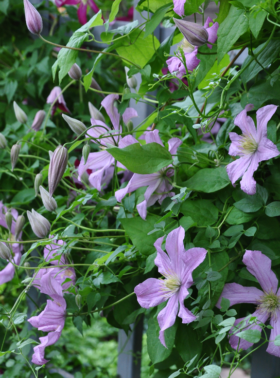Three Dogs in a Garden Clematis What's new + Planting, Support & Pruning