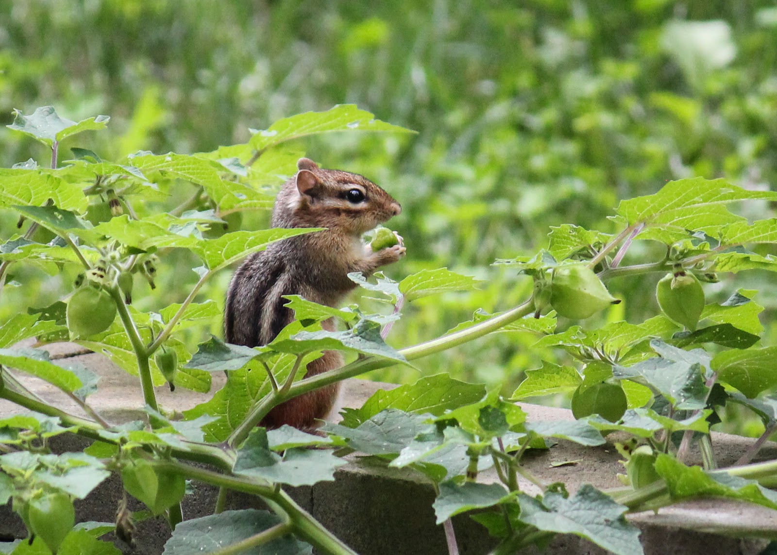 Red House Garden The Quest for the Best Tasting Tomato