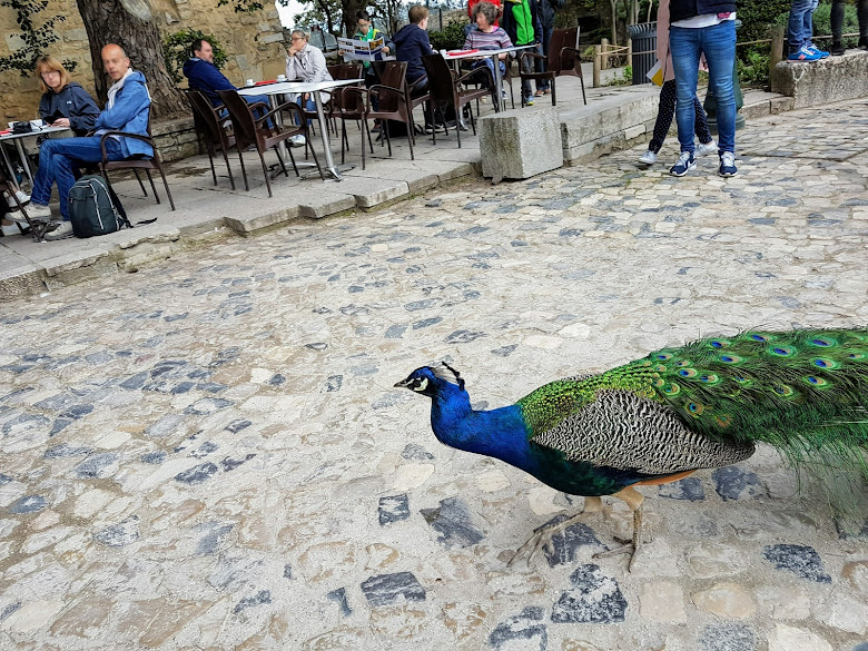 在城堡公園的孔雀，遊客都很好奇…