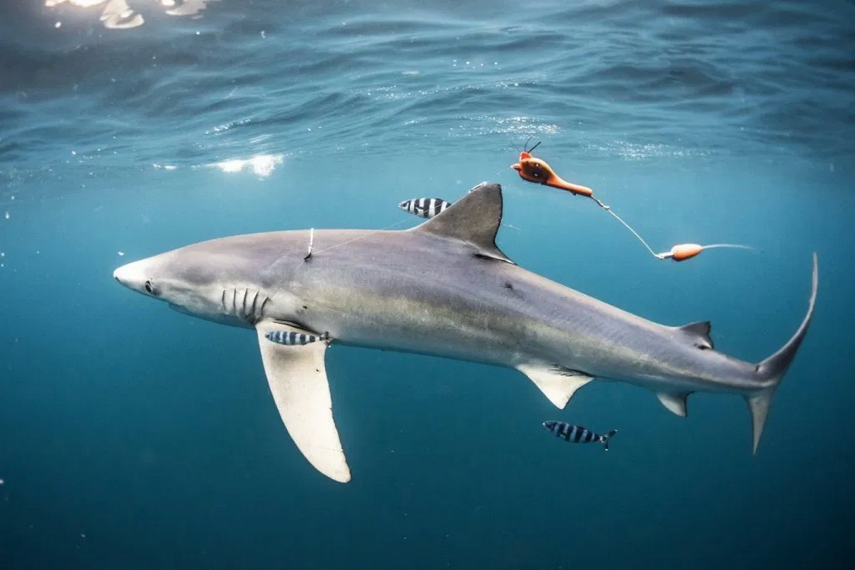 OceanicTime: ULYSSE NARDIN's Shark Wrangler FRED