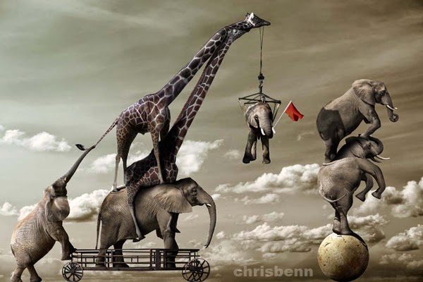 15-Elephant-Acrobats-Chris-Bennett-Animal-Photographs-of-Surreal-Art-www-designstack-co