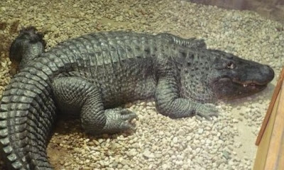 Nile crocodile (Crocodylus niloticus