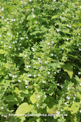 ������� �������� � ���������