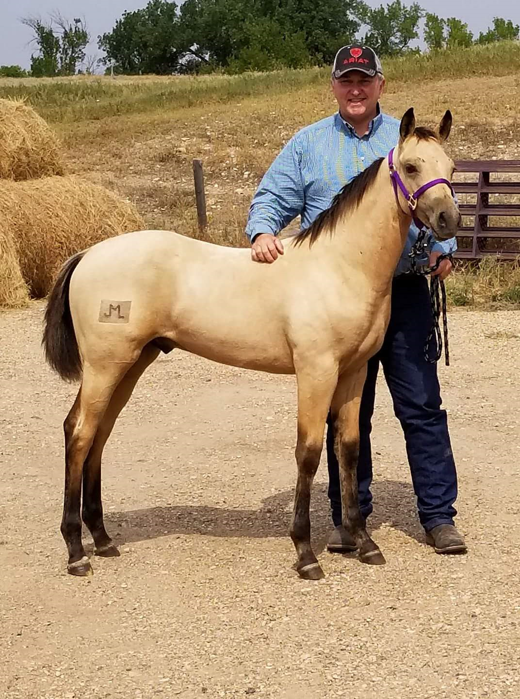 Whetham Quarter Horses Stallions