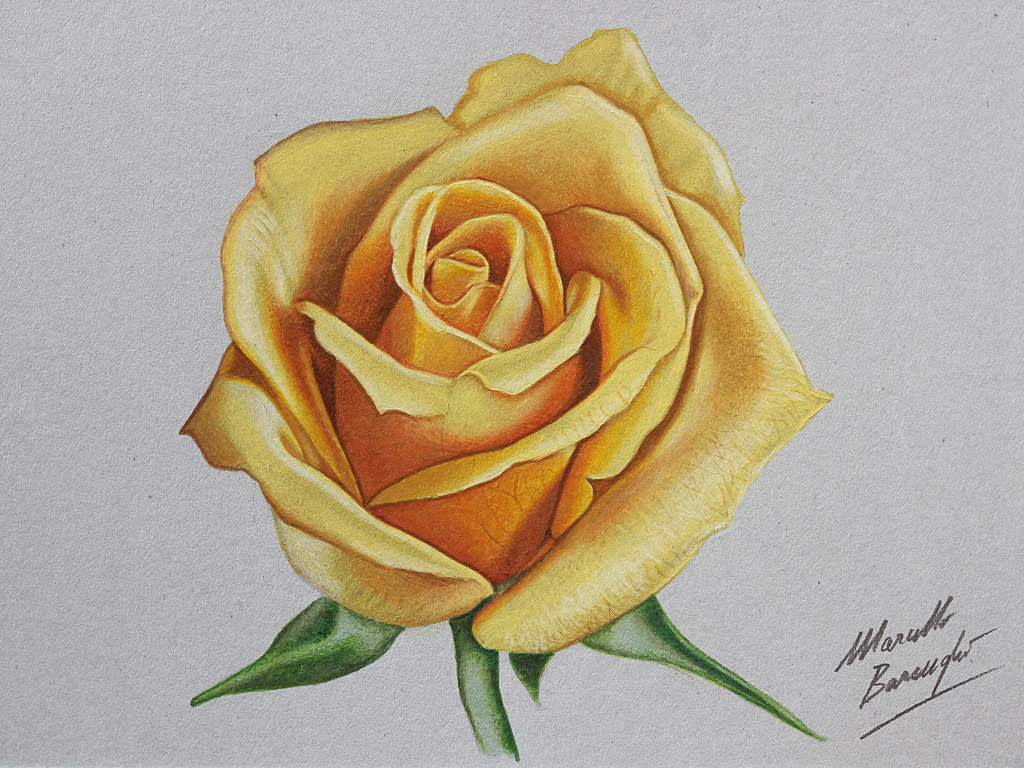 Realistic Red Rose Drawing Images & Pictures Becuo