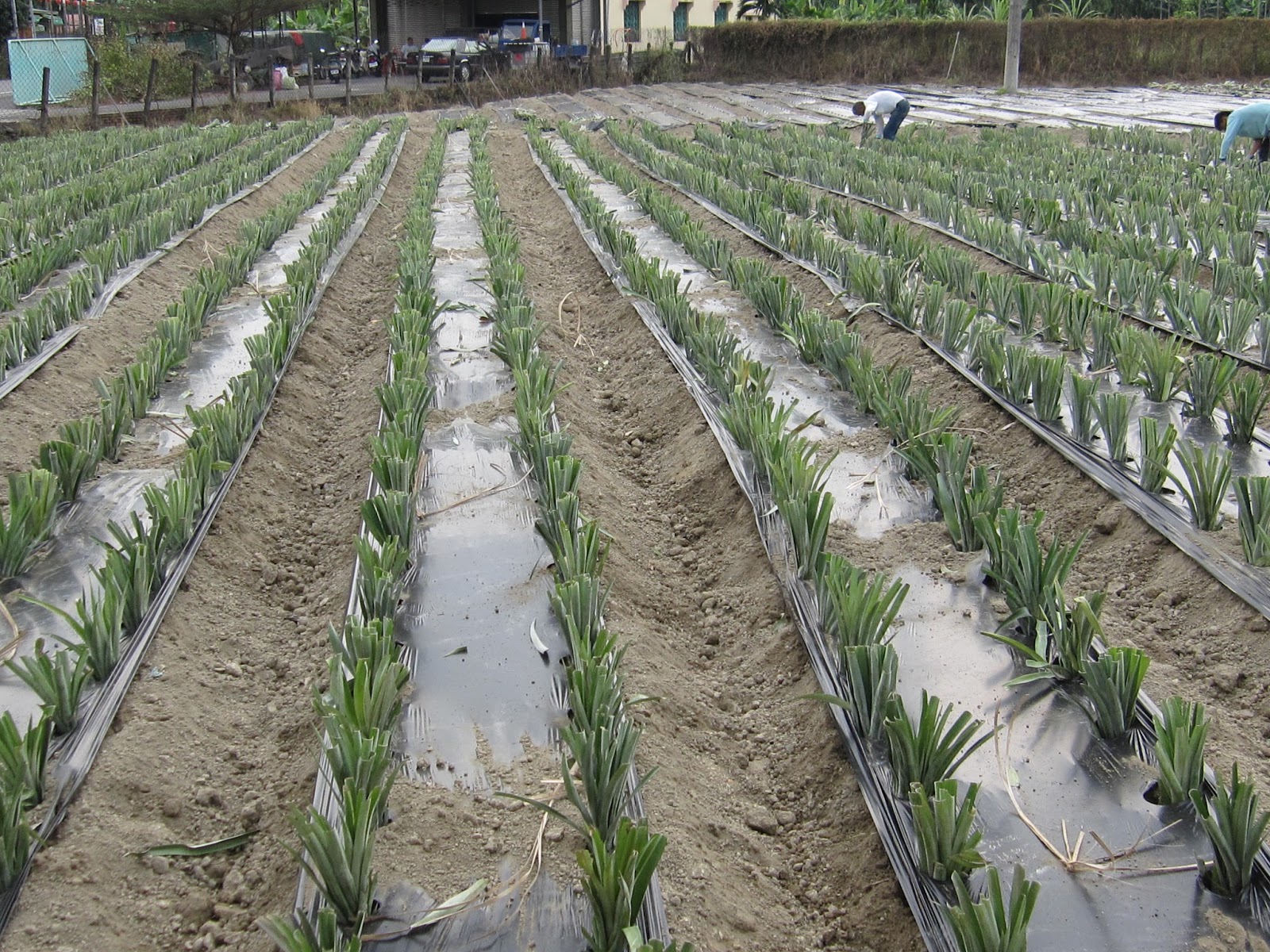 Estudiando Agricultura en Taiwán: Cultivo de piña (II): colocado de ...